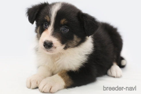 成約済の神奈川県のボーダーコリー-342035の1枚目